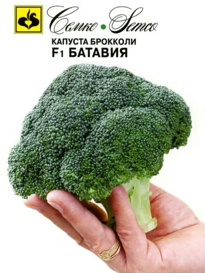 Выбор сорта для выращивания