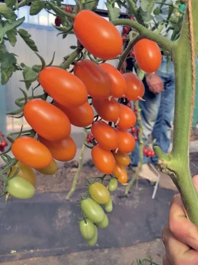 ���� 13 �����