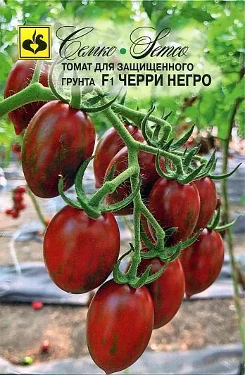 ���� ������ ������