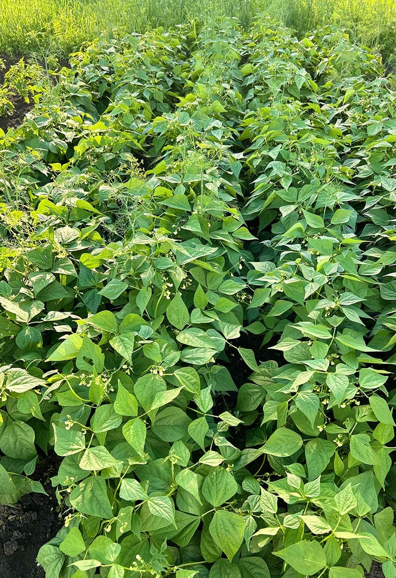 Фасоль спаржевая Серенгети (пакет 5 г) Фото №6