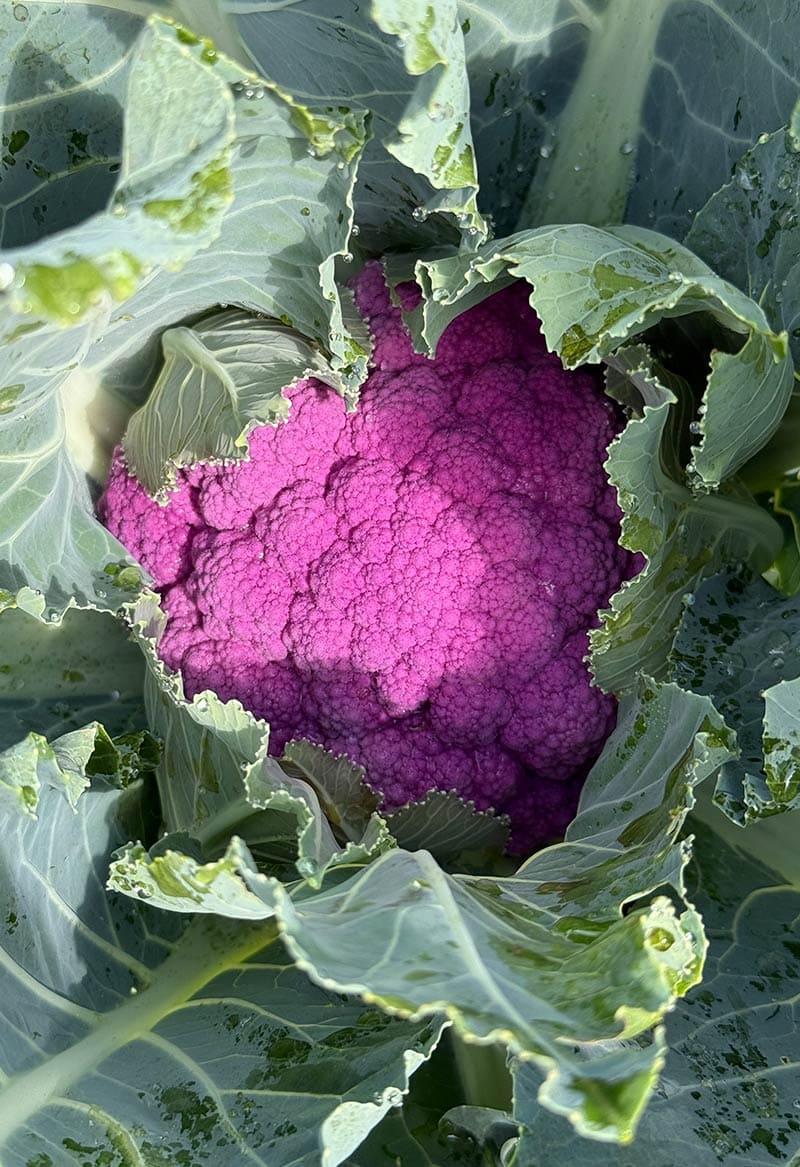 Капуста цветная Граффити F1 (пакет 5 шт.) Фото №5