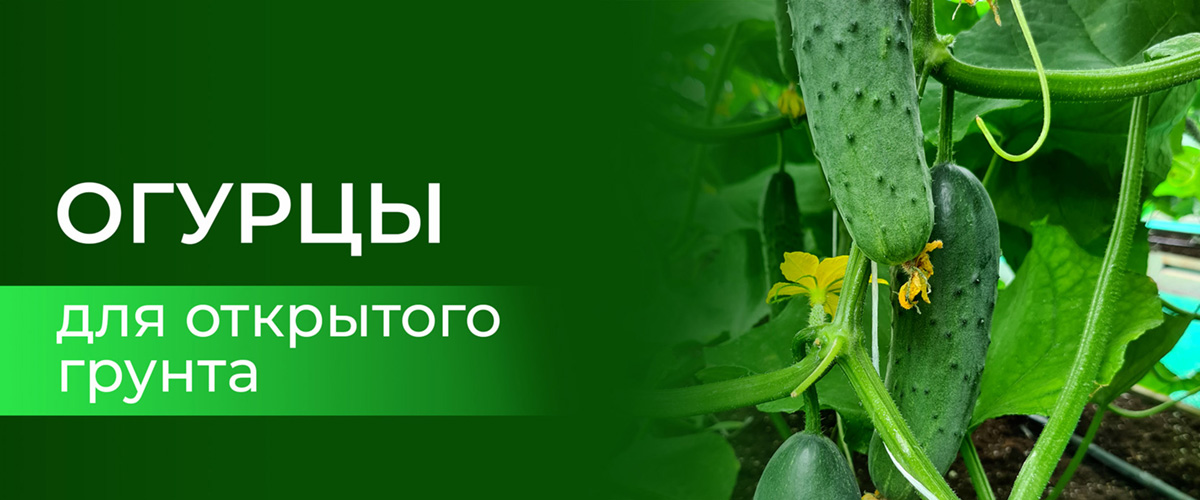 огурцы