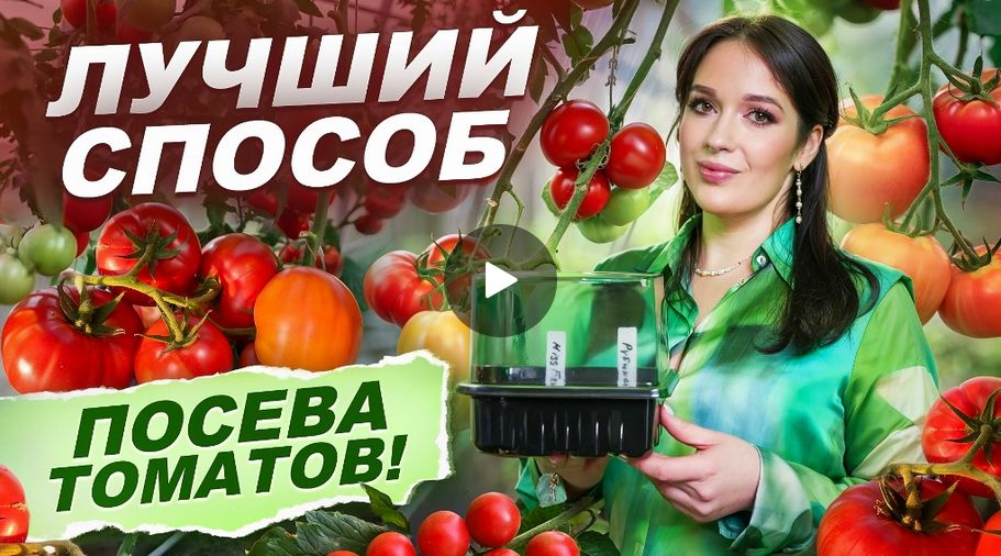 КАК ПРАВИЛЬНО СЕЯТЬ ТОМАТЫ