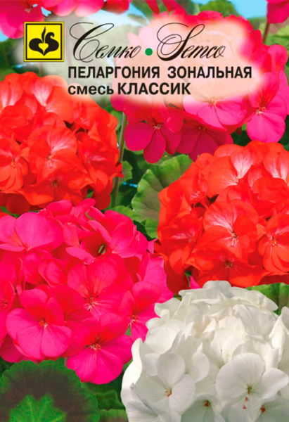 Цветы пеларгония зональная Классик (пакет 6 шт.)