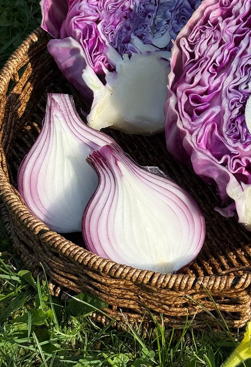 Лук репчатый Ред Семко F1 (пакет 0,5 г) Фото №6