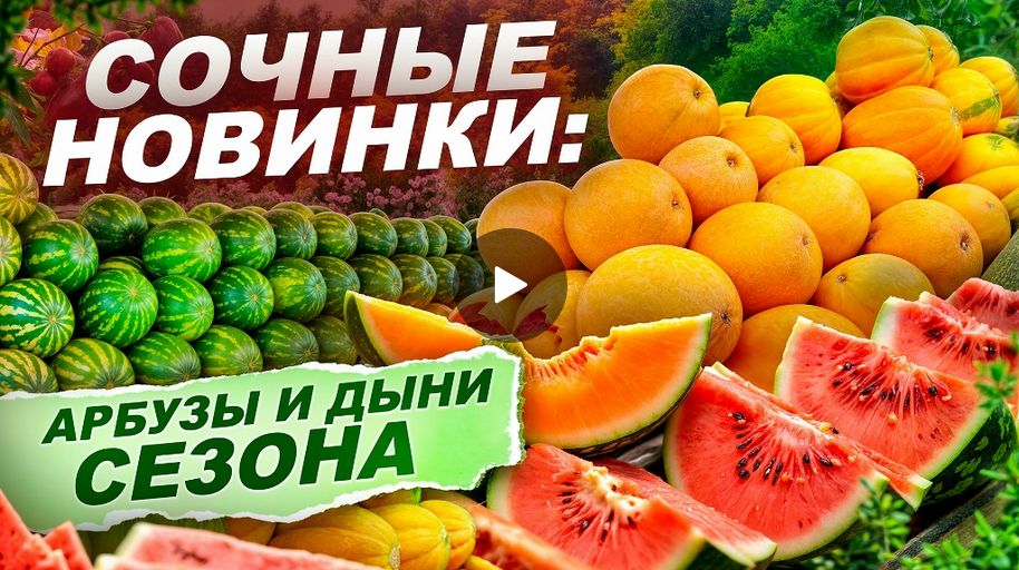 АРБУЗЫ И ДЫНИ В ПОДМОСКОВЬЕ