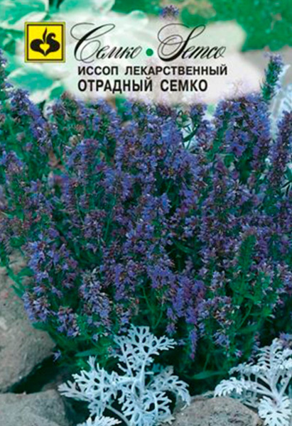 Иссоп Отрадный Семко (пакет 0,2 г)