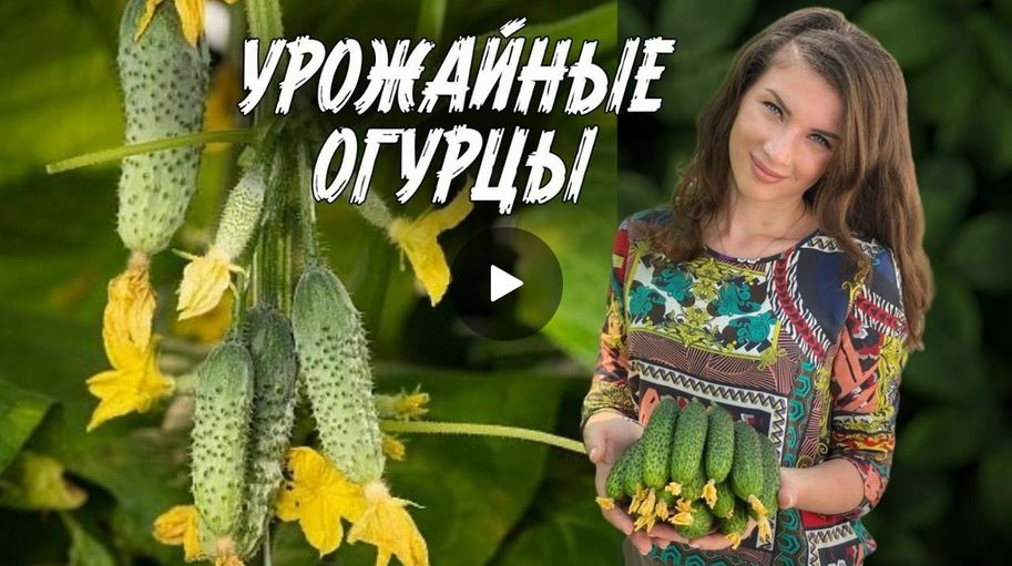 ВКУСНЕЙШИЕ ОГУРЦЫ для теплицы и открытого грунта