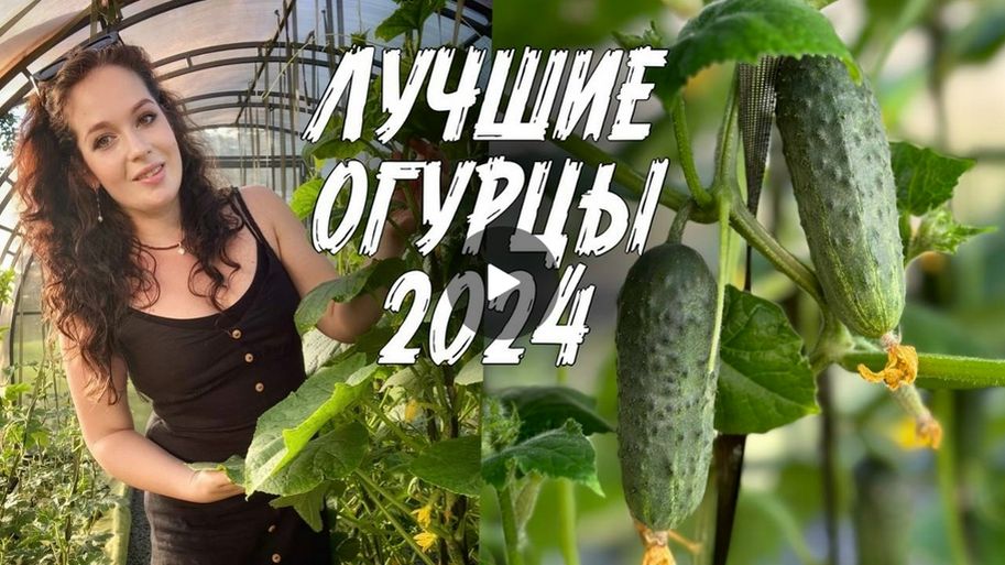 Самые вкусные и урожайные огурцы