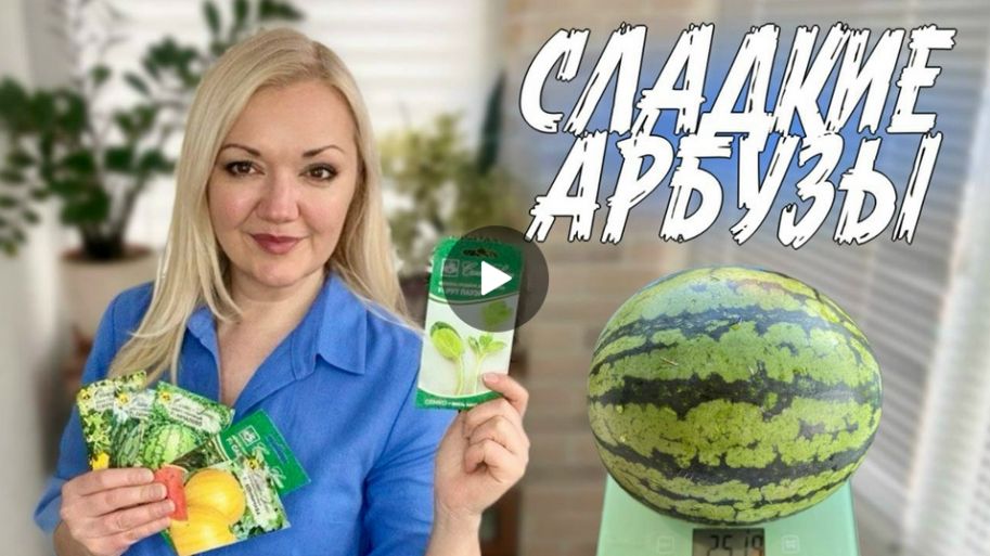 Сладкие арбузы на подвое СЕМКО