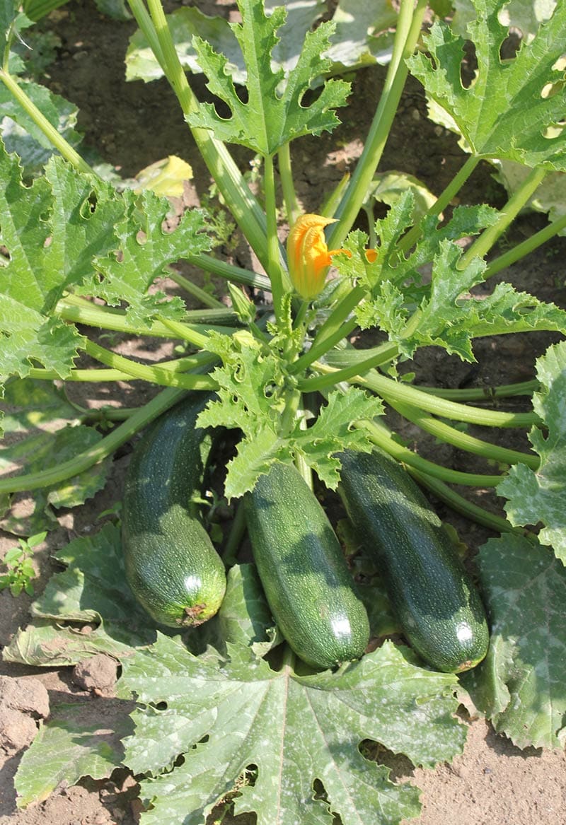 Кабачок цукини Аэронавт (пакет 5 шт.) Фото №1