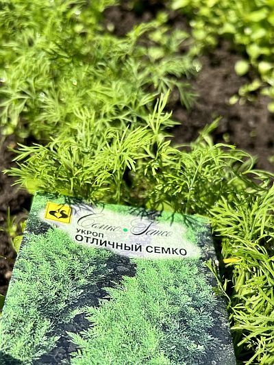 Укроп Отличный Семко (пакет 2 г) Фото №5