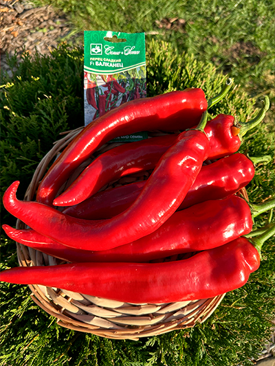 Перец сладкий Балканец F1 (пакет 5 шт.) Фото №6