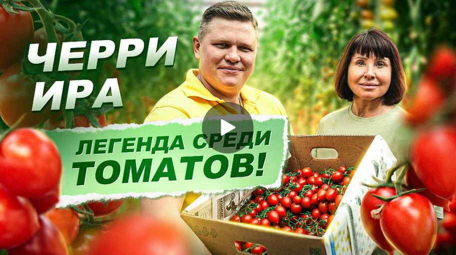 Кривянка, как вырастить сладкие томаты