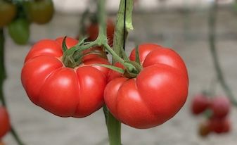 Проект номер один: Вкус во всей красе