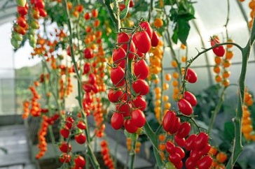 Топ -10 самых сладких томатов