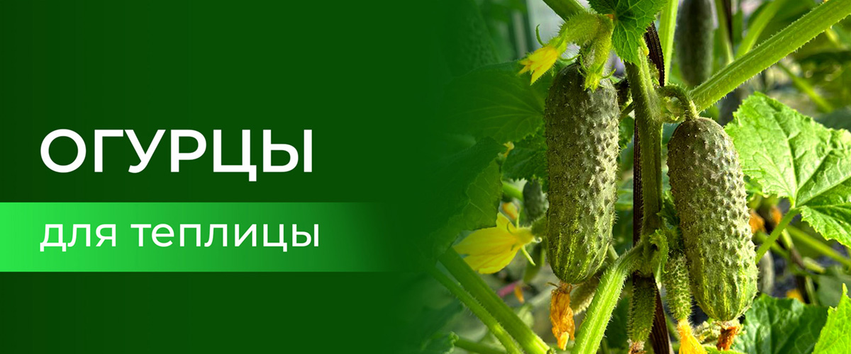 огурцы