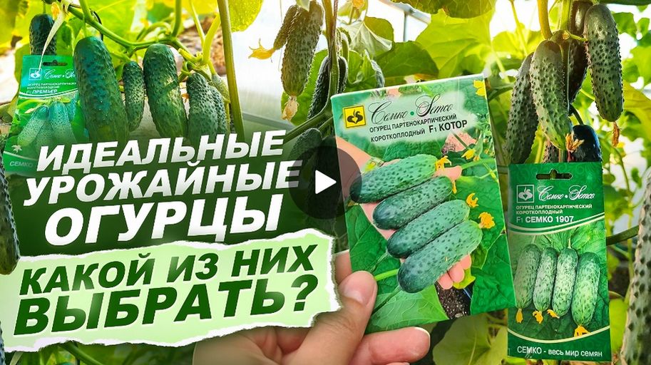 15 Лучших огурцов