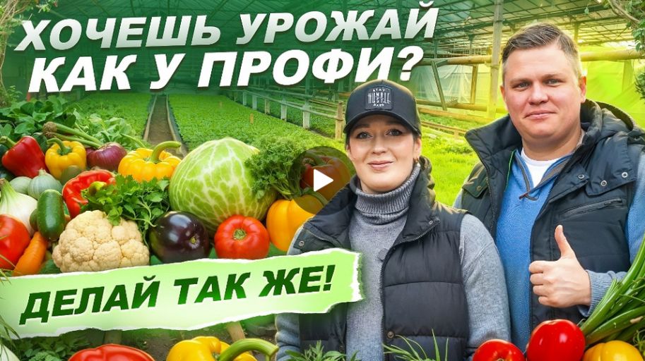 Посадка рассады в теплицу 2025. Секреты богатого урожая