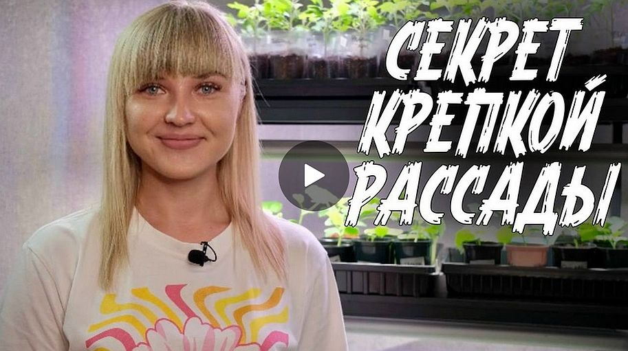 Секрет крепкой рассады