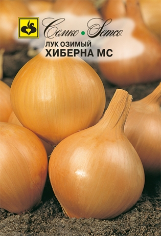 Лук репчатый Хиберна МС (пакет 1 г)