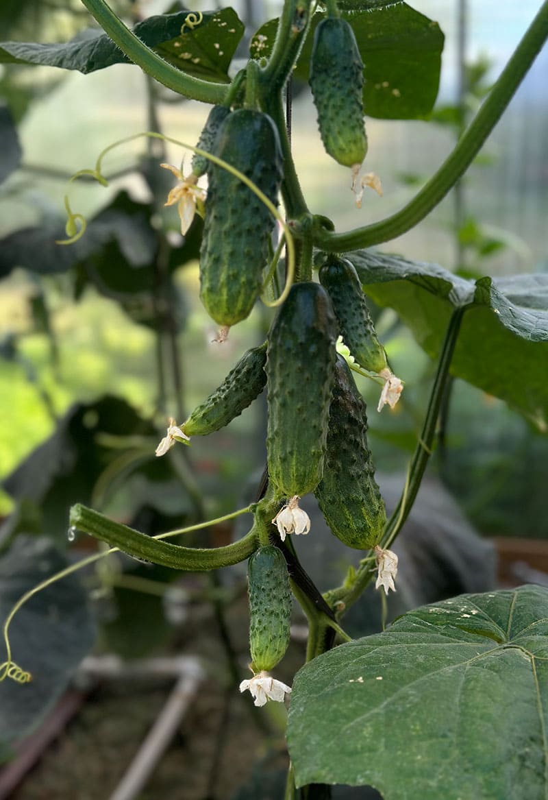 Огурец Поп Стар F1 (пакет 5 шт) Фото №17