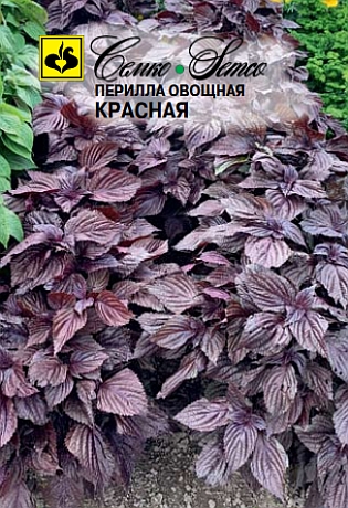 Перилла овощная (красная ) (пакет 0.1 г)