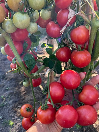 ТОМАТ Росе F1 (пакет 250 семян) Фото №6