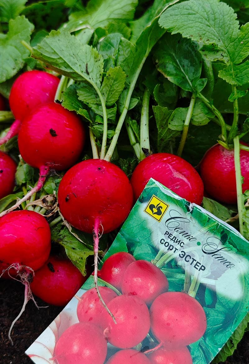 Редис Эстер (пакет 2 г) Фото №2