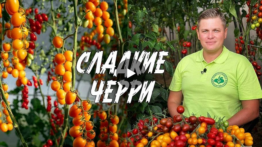 Новинки Черри 2025 год - СЛАДКИЕ ЧЕРРИ