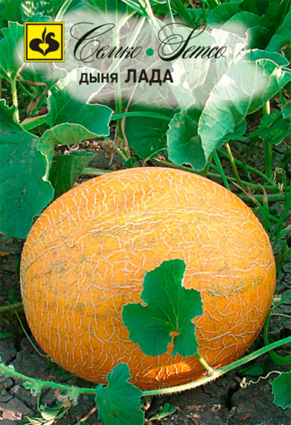 Дыня Лада (пакет 10шт)