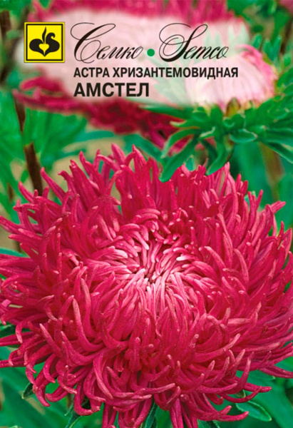 Цветы Астра хризантемовидная Амстел (пакет 0.5 г)