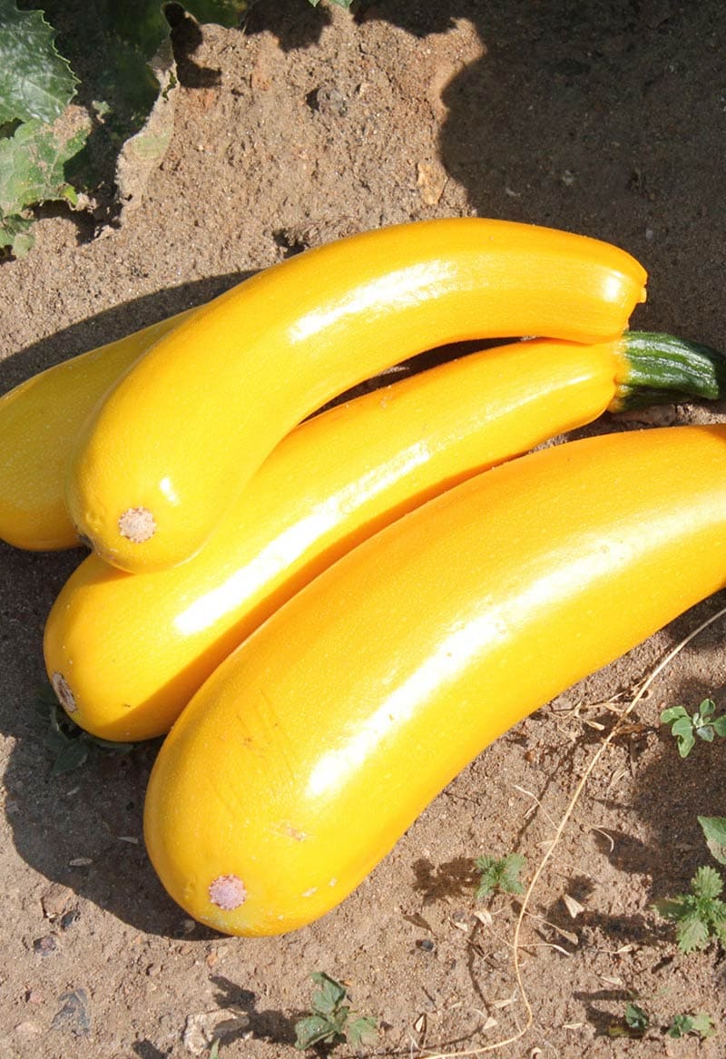 Кабачок цукини Желтоплодный (пакет 5 шт.) Фото №5