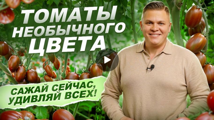 Лучшие коричневые томаты