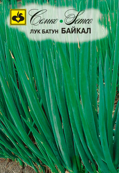 Лук батун Байкал (пакет 1 г)