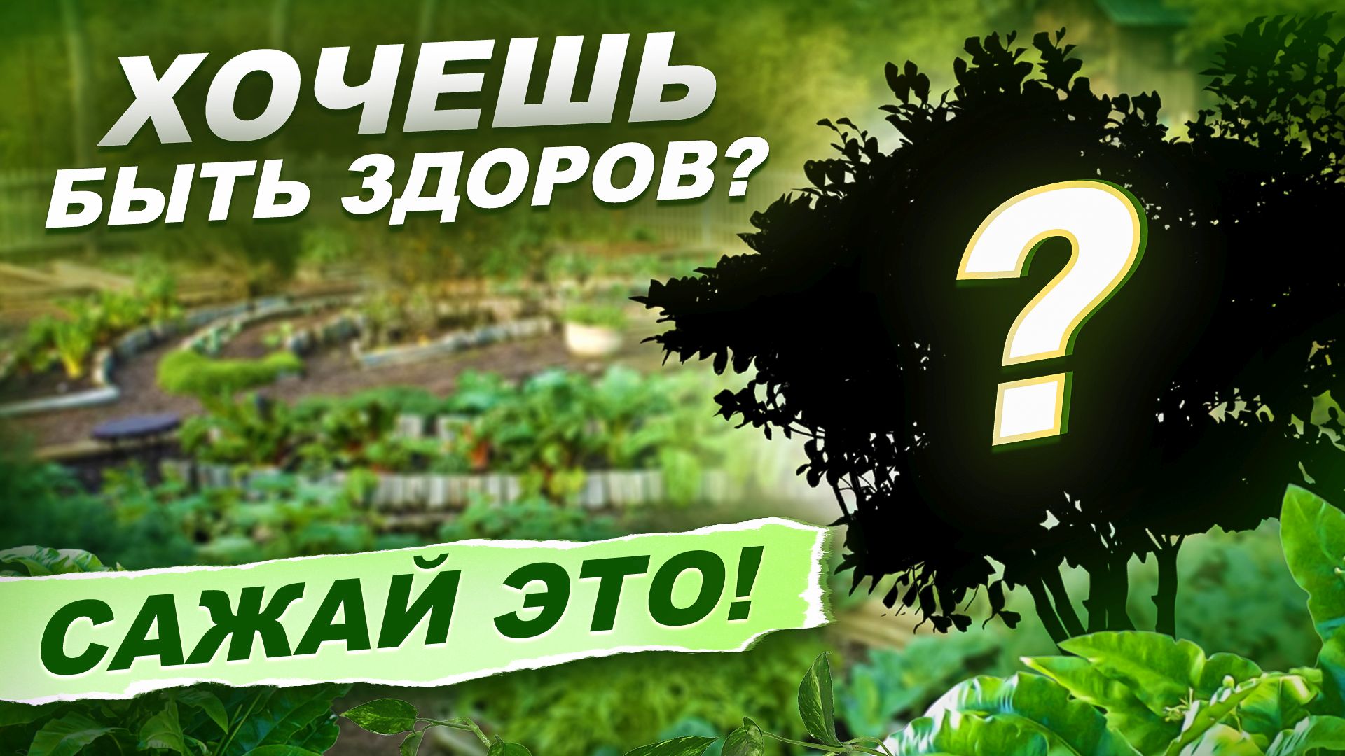 Полезная зелень