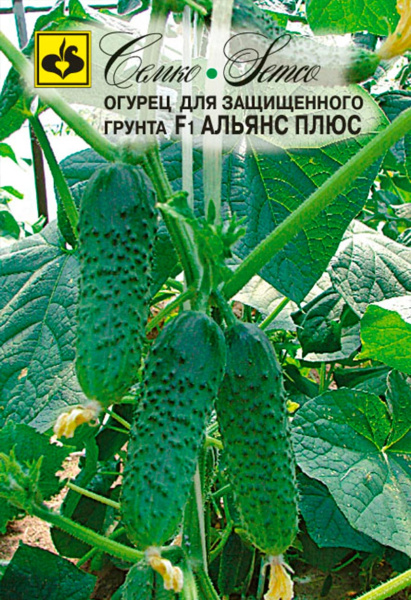 Огурец Альянс Плюс F1 (пакет 5 шт)