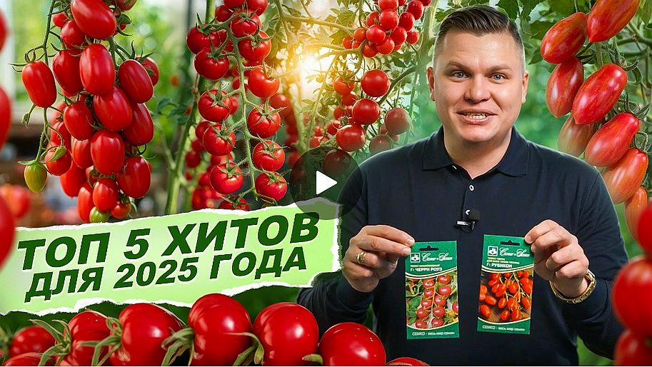 ТОМАТЫ, КОТОРЫЕ ПОКОРЯЮТ ВСЮ СТРАНУ