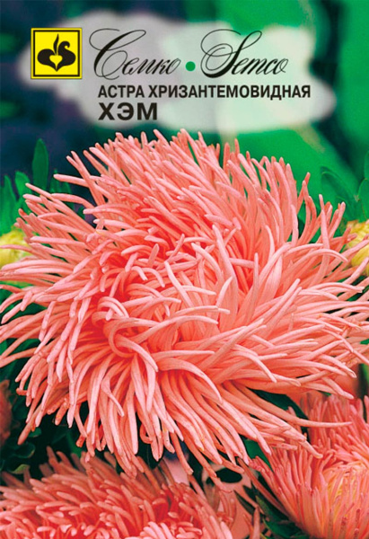 Цветы Астра хризантемовидная Хэм (пакет 0.5 г)