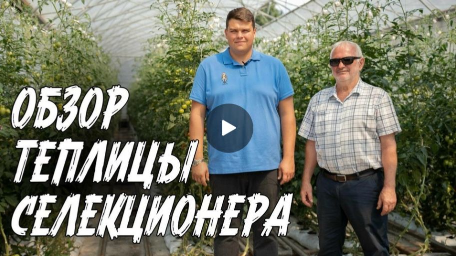 ЧЕМ ЗАНИМАЮТСЯ СЕЛЕКЦИОНЕРЫ ЛЕТОМ