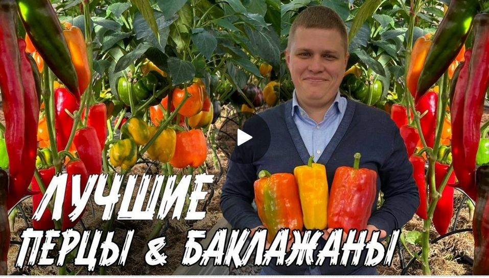 ЛУЧШИЕ ГИБРИДЫ ПЕРЦЕВ И БАКЛАЖАН