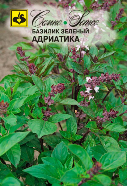 Базилик Адриатика  (пакет 0,5 г)