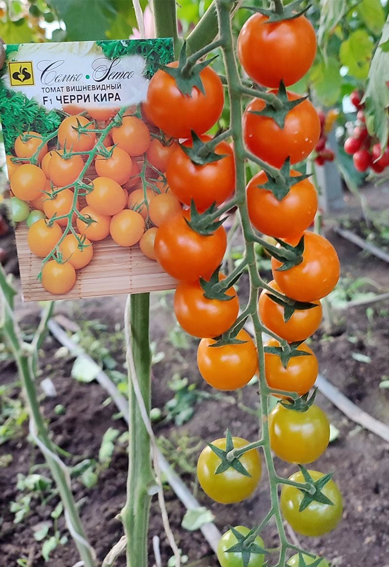 Томат Черри Кира F1 (пакет 5 шт.) Фото №7