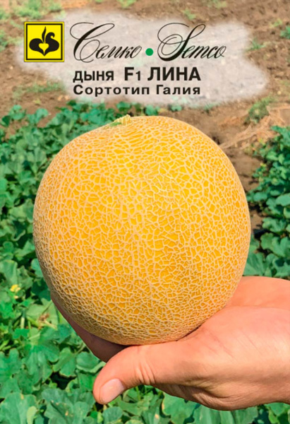 Дыня Лина F1 (пакет 5 шт.)