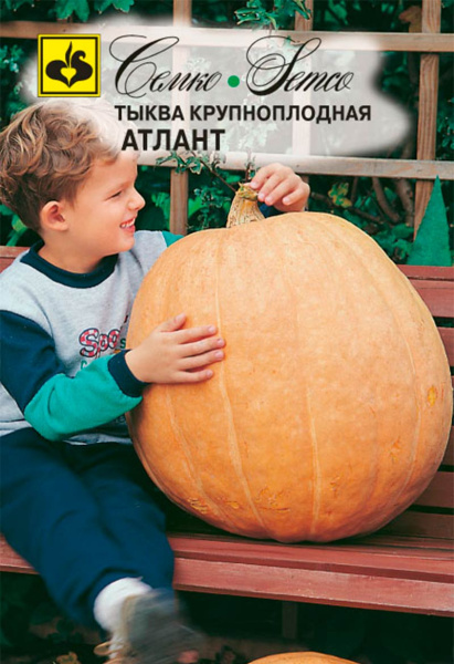 Тыква Атлант (пакет 5 шт)
