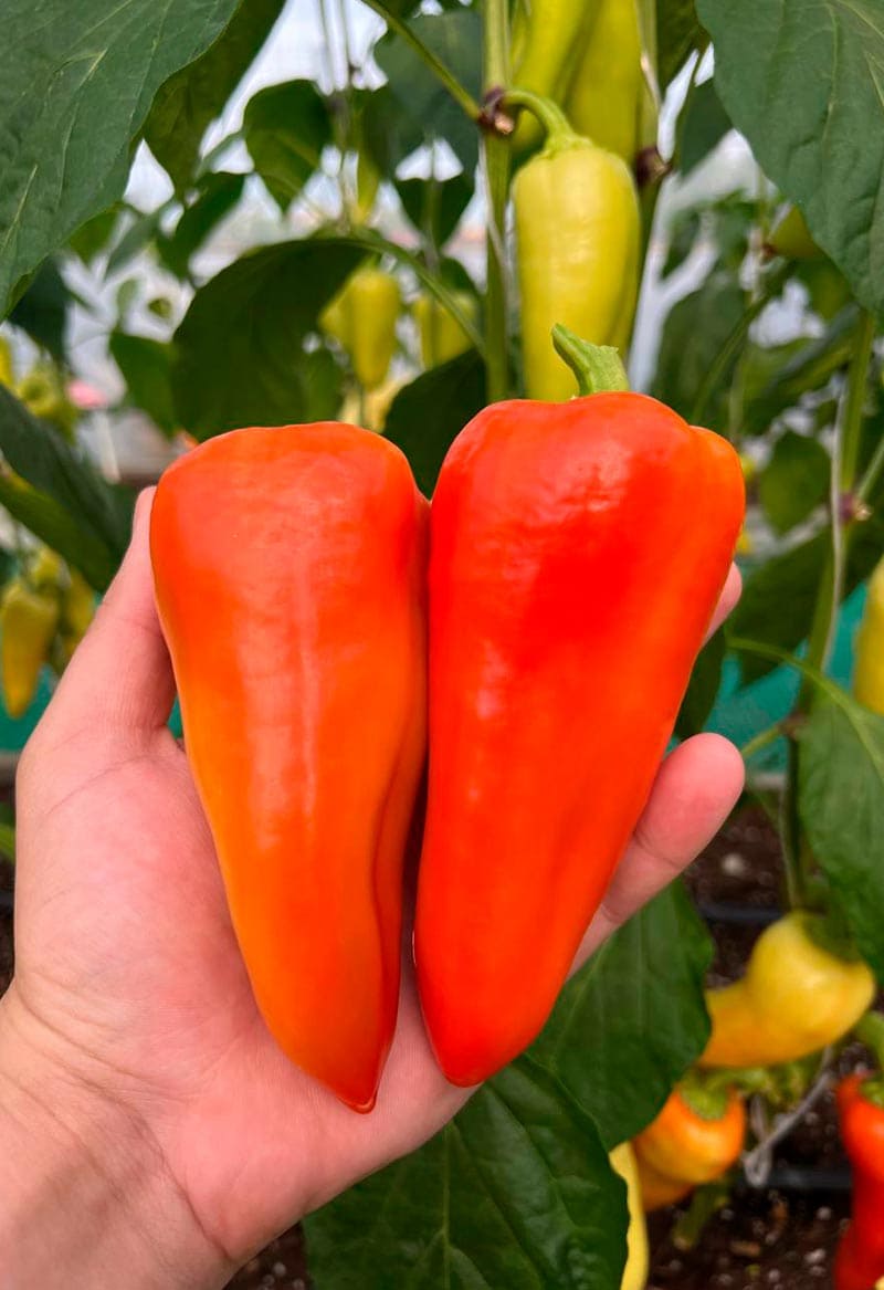 Перец сладкий Квикли F1 (пакет 10 шт) Фото №7