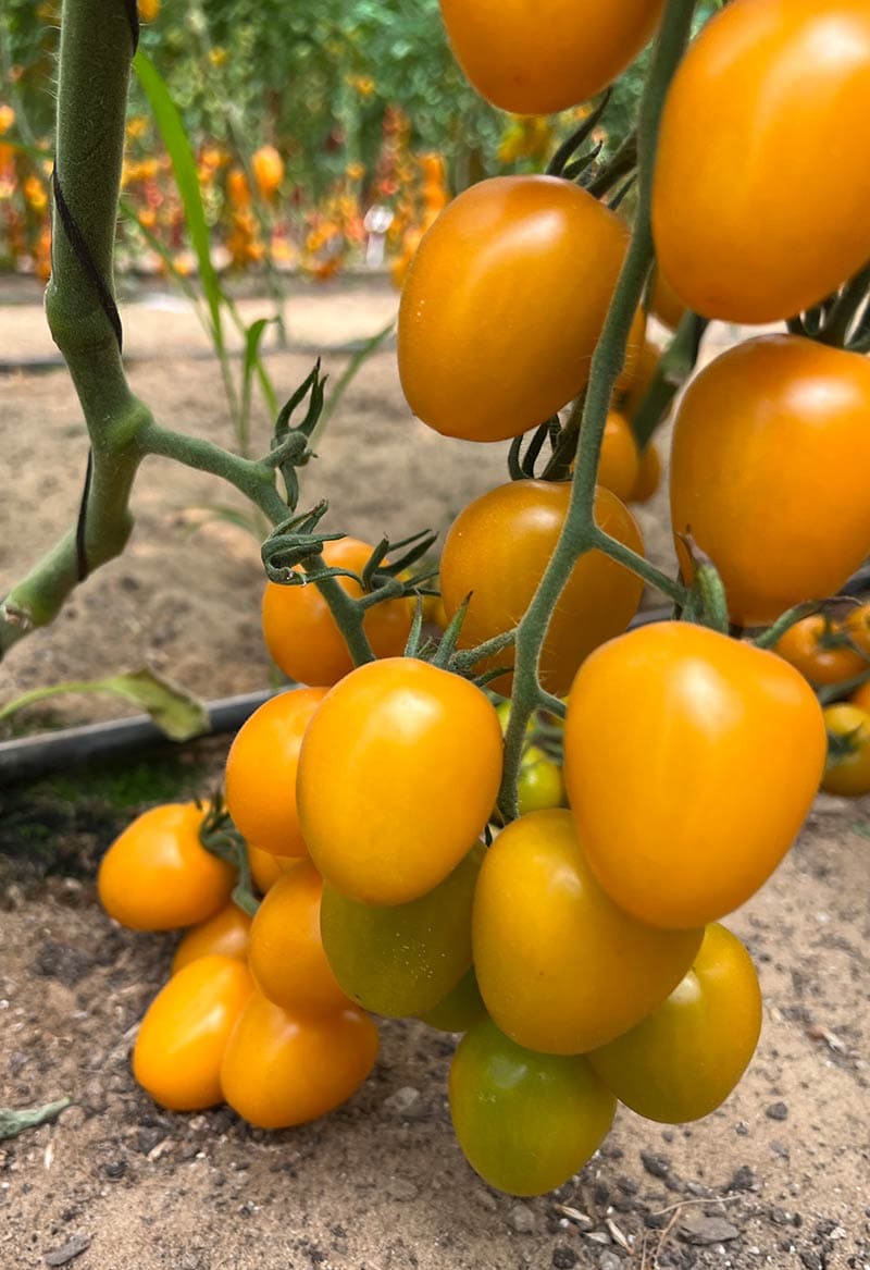 Томат Ирин 60 F1 (пакет 5 шт.) Фото №7