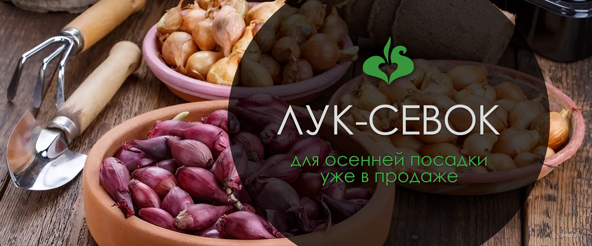 Лук-севок уже в продаже!